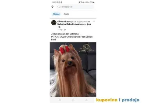 Jorkširski terijer štenci - 6/6