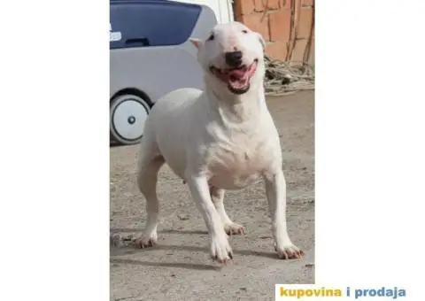 Mini Bull Terijer ženka - 1/7