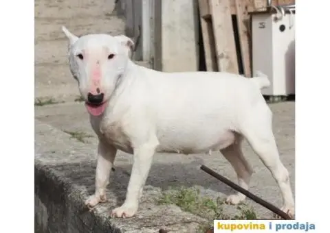 Mini Bull Terijer ženka - 2/7