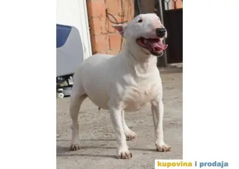 Mini Bull Terijer ženka - 3/7