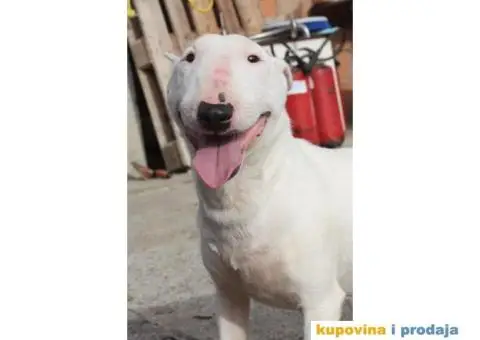 Mini Bull Terijer ženka - 4/7