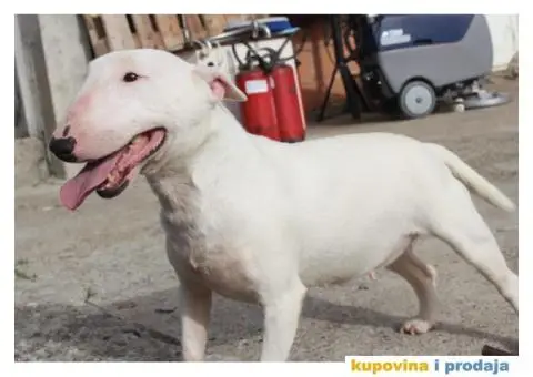 Mini Bull Terijer ženka - 5/7