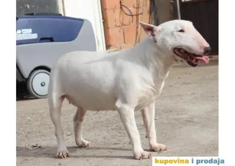 Mini Bull Terijer ženka - 6/7