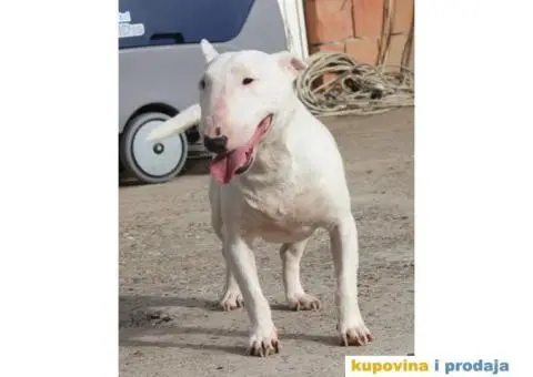 Mini Bull Terijer ženka - 7/7