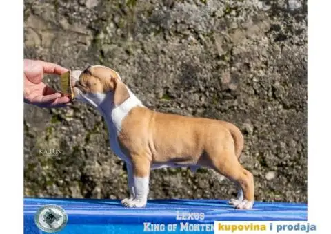Američki staford terijer štenci - 1/14
