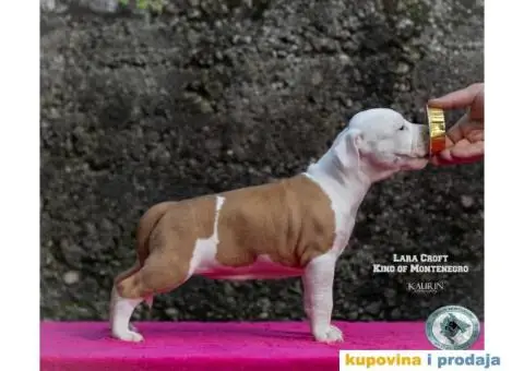 Američki staford terijer štenci - 2/14