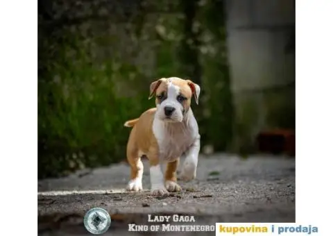 Američki staford terijer štenci - 3/14