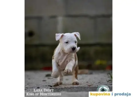 Američki staford terijer štenci - 4/14