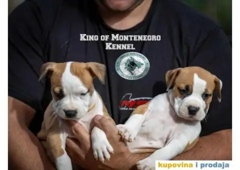 Američki staford terijer štenci - 5/14