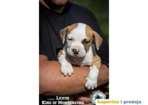 Američki staford terijer štenci - 6/14