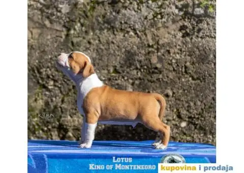 Američki staford terijer štenci - 7/14