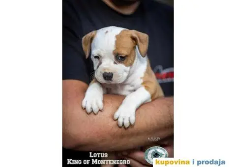 Američki staford terijer štenci - 8/14