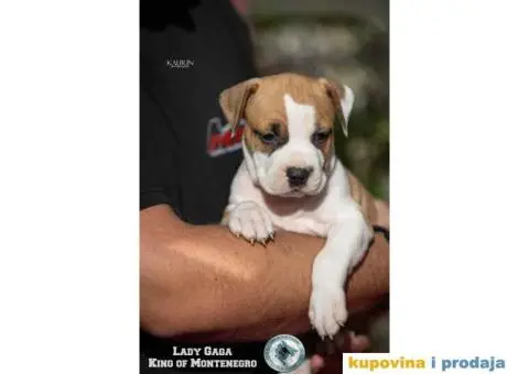 Američki staford terijer štenci - 9/14