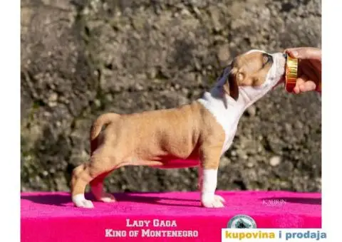 Američki staford terijer štenci - 10/14