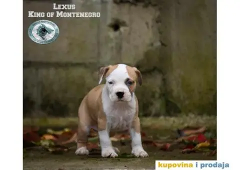 Američki staford terijer štenci - 11/14