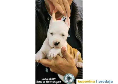 Američki staford terijer štenci - 12/14