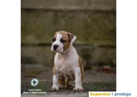 Američki staford terijer štenci - 13/14