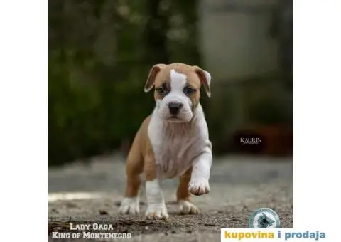 Američki staford terijer štenci - 14/14