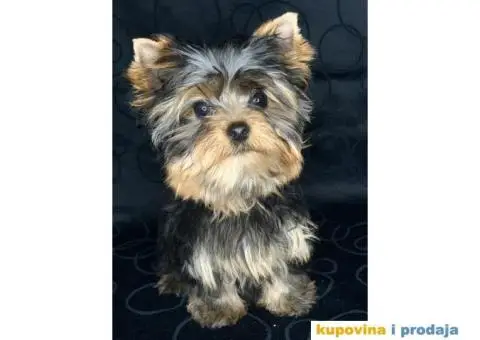 Major - Jorksirski terijer - 1/3