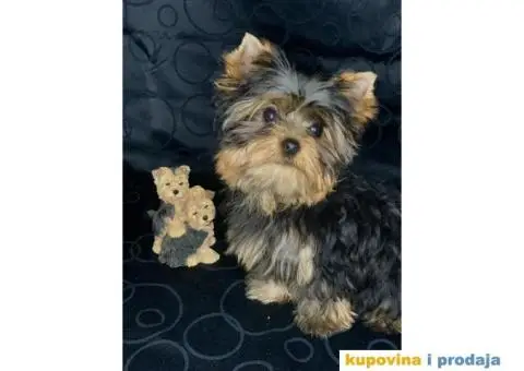 Major - Jorksirski terijer - 2/3