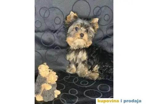 Major - Jorksirski terijer - 3/3