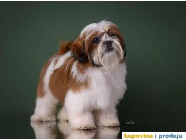 SHIH TZU kvalitetni stenci - 1