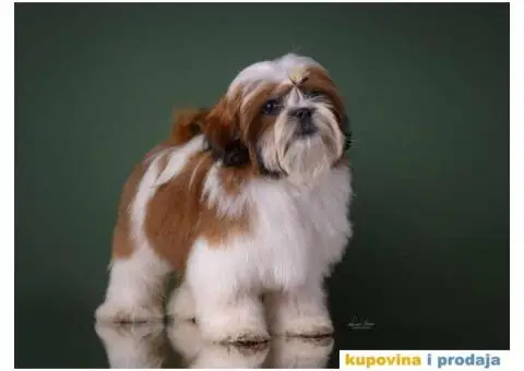 SHIH TZU kvalitetni stenci - 1/10