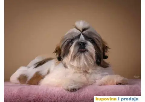 SHIH TZU kvalitetni stenci - 2/10