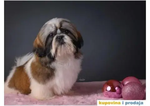 SHIH TZU kvalitetni stenci - 4/10