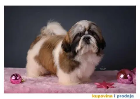 SHIH TZU kvalitetni stenci - 5/10