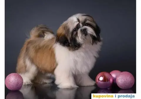 SHIH TZU kvalitetni stenci - 6/10