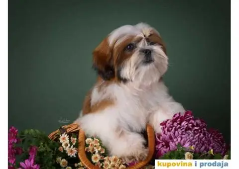 SHIH TZU kvalitetni stenci - 7/10