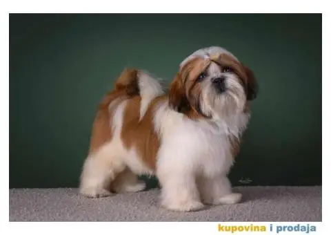 SHIH TZU kvalitetni stenci - 8/10