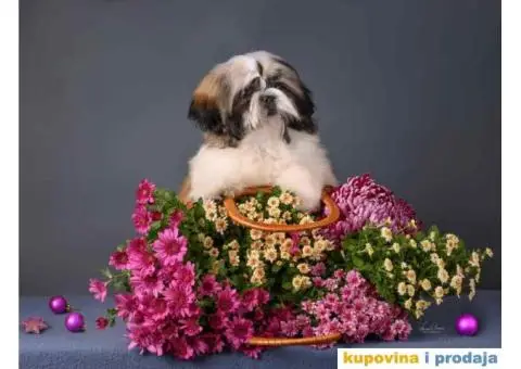 SHIH TZU kvalitetni stenci - 9/10