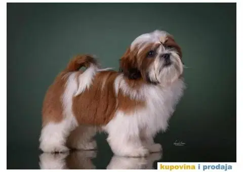 SHIH TZU kvalitetni stenci - 10/10