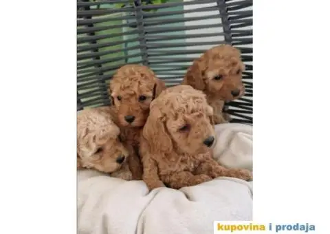 TOY PUDLICE spremne za preuzimanje - 1/4