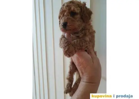 TOY PUDLICE spremne za preuzimanje - 2/4