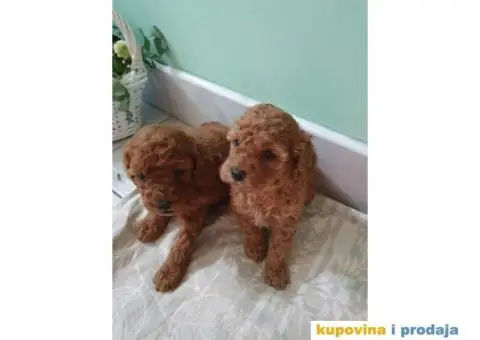 TOY PUDLICE spremne za preuzimanje - 3/4