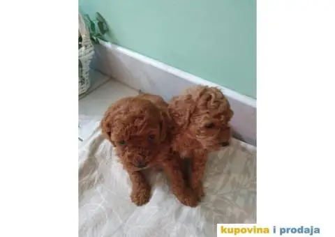 TOY PUDLICE spremne za preuzimanje - 4/4