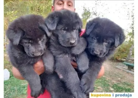 Nemački ovčar štenci - 1/13