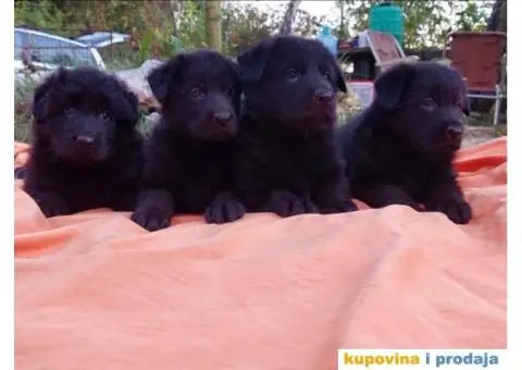 Nemački ovčar štenci - 2/13