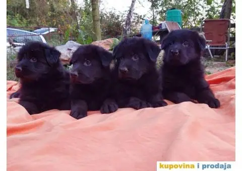 Nemački ovčar štenci - 5/13