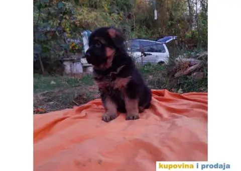 Nemački ovčar štenci - 6/13