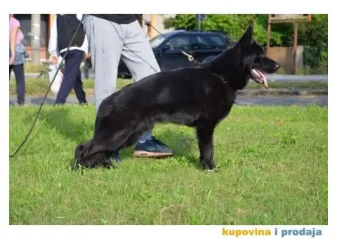 Nemački ovčar štenci - 11/13