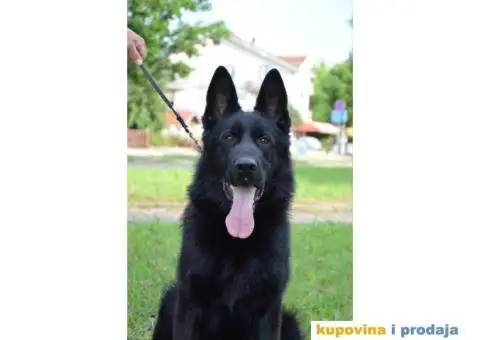 Nemački ovčar štenci - 13/13