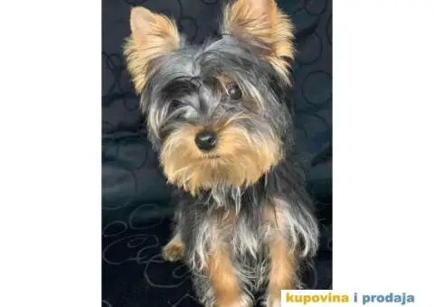 Mila Jorksirski terijer - 1/4