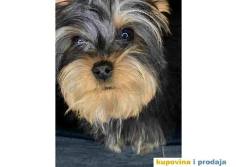 Mila Jorksirski terijer - 2/4