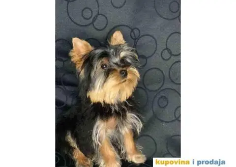 Mila Jorksirski terijer - 3/4