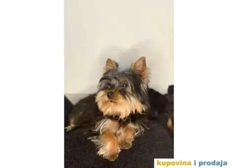 Mila Jorksirski terijer - 4/4