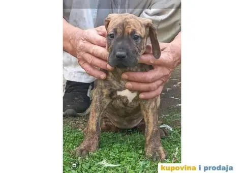 Presa Canario štenci - 4/7